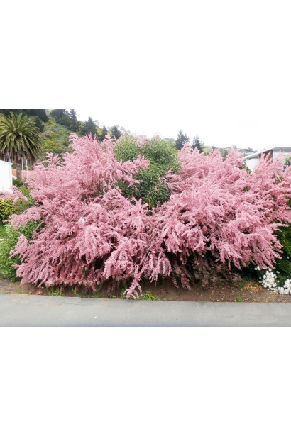 Тамарикс влітку: Пишне цвітіння та яскрава зелень.